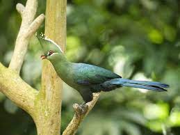 Tauraco livingstonii