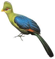 Tauraco macrorhynchus