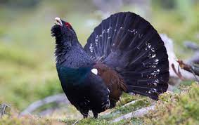 Tetrao urogallus