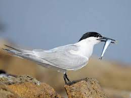 Thalasseus sandvicensis