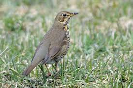 Turdus philomelos 
