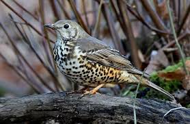 Turdus viscivorus 