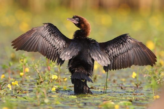 Phalacrocorax pygmaeus 