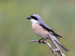 Lanius_minor 