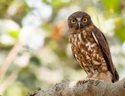 Ninox scutulata