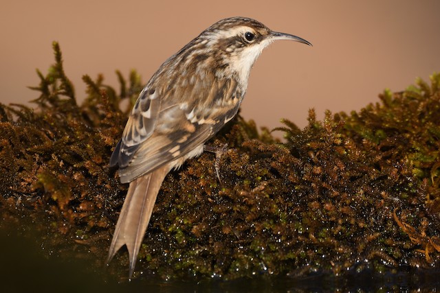 Certhia_brachydactyla 