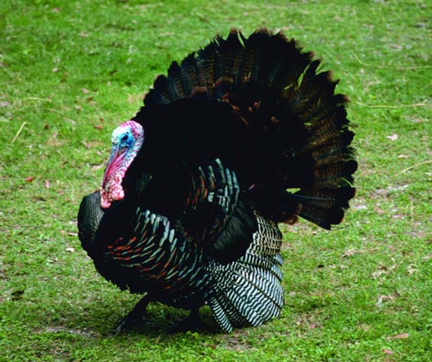 Meleagris gallopavo