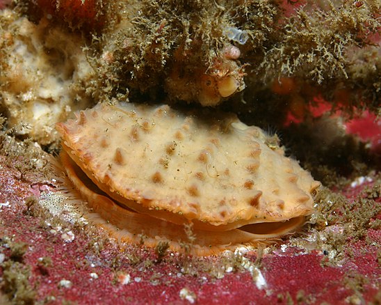  Crassadoma gigantea