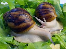 Achatina