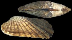 Carditamera gracilis 