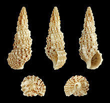 Cerithium