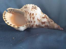 Tritón del Atlántico