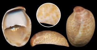 Lapa zapatilla común