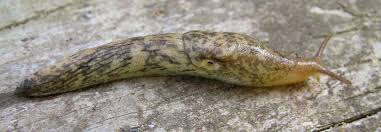 Deroceras reticulatum 