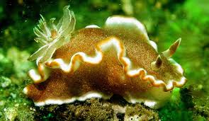 Glodssodoris