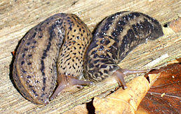 Limax maximus 