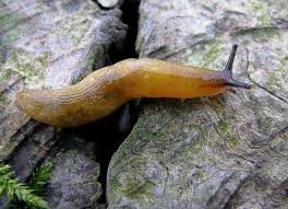 Malacolimax tenellus 