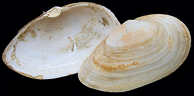 Mya arenaria 