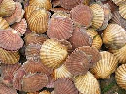  Pecten maximus