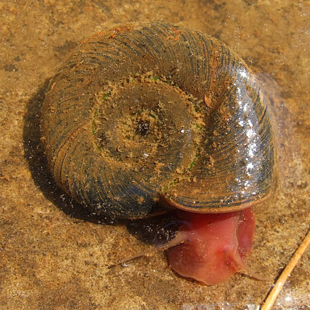 Planorbarius_corneus 