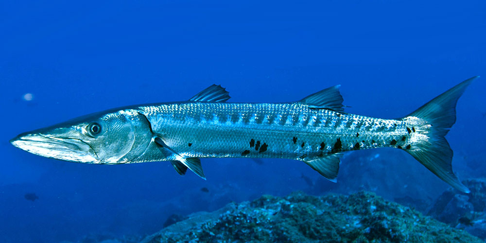 Барраку́да