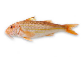 Барабу́лька