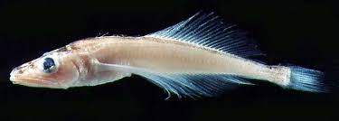 Голомя́нка 