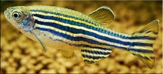 danio