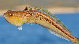 Драко́нчик