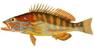 Ка́менный о́кунь