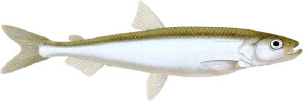 Ко́рюшка, снето́к