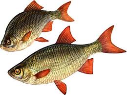 Краснопёрка