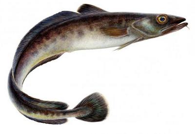 Мо́льва, морская щука