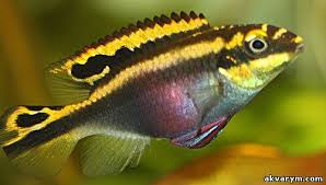 Ры́ба-попуга́й