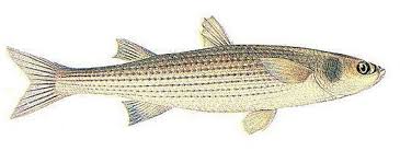 Кефа́ль-синги́ль