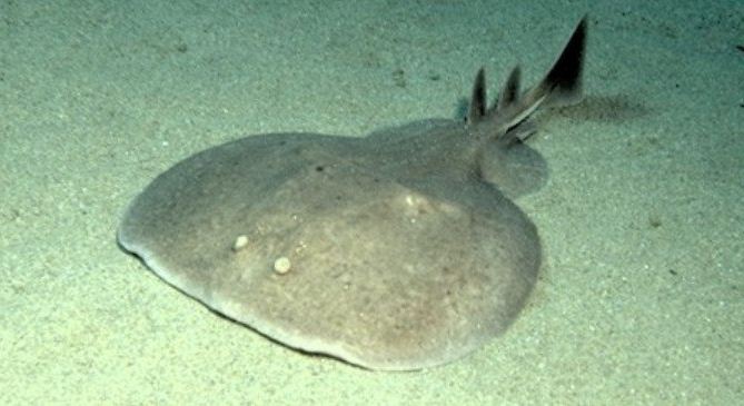 Скат электри́ческий