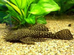 Со́мик аквариумный 