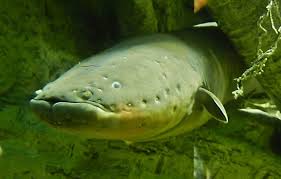 Угорь электрический