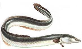 Угорь речно́й