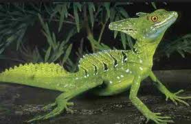 Basiliscus sp.