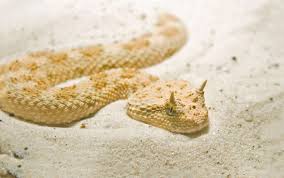 Cerastes cerastes