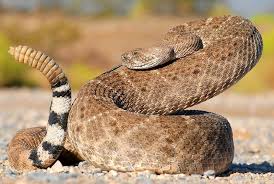 Crotalus 