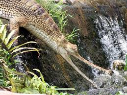Gavialis gangeticus