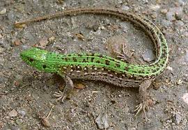 Lacerta agilis 