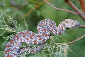 Macrovipera lebetina