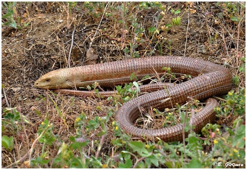  Pseudopus apodus, Ophisaurus apodus