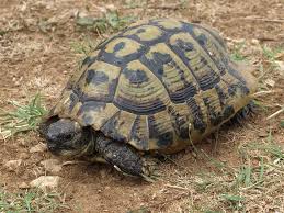 Testudo graeca 