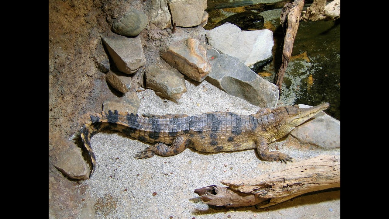 Крокоди́л африка́нский узкоры́лый (рус)