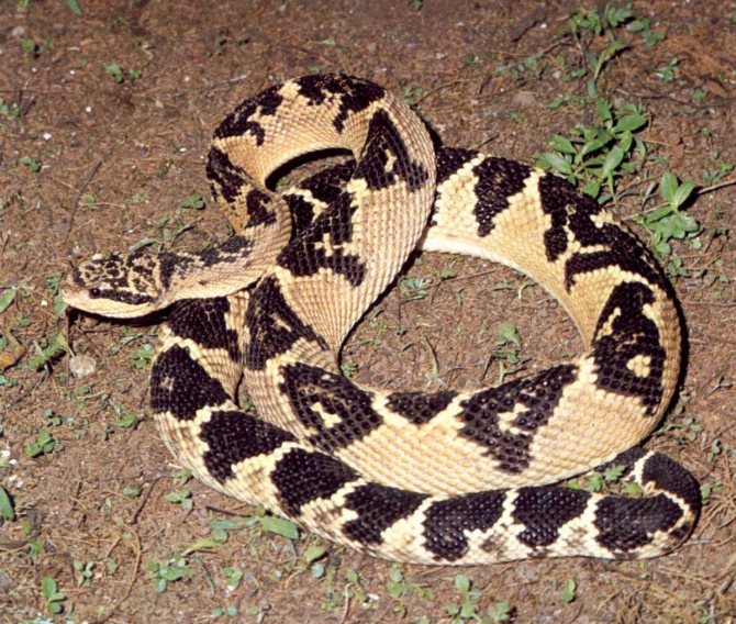 Бушмейстер