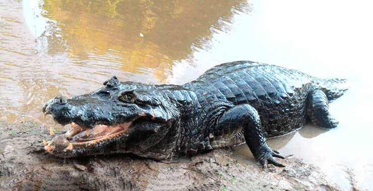 Кайма́н чёрный  